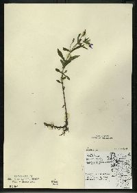 Mimulus ringens var. ringens image