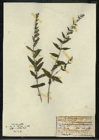 Scutellaria galericulata image