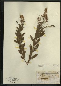 Spiraea alba image