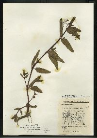 Veronica beccabunga var. americana image