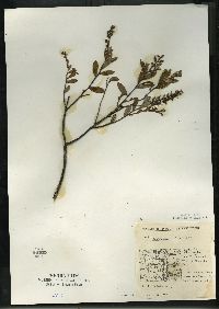 Chamaedaphne calyculata image