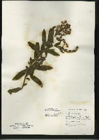 Spiraea alba image