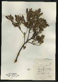 Myrica gale image