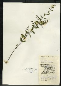 Scutellaria galericulata image