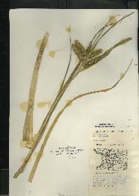 Carex comosa image