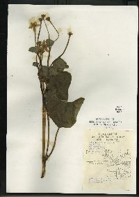 Caltha palustris image