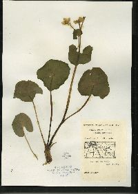 Caltha palustris image