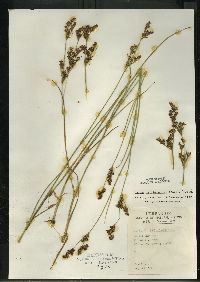 Juncus brevicaudatus image