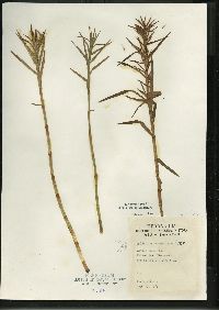 Dulichium arundinaceum var. arundinaceum image