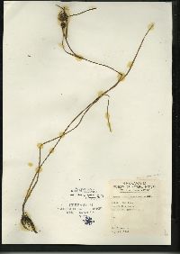 Sparganium angustifolium image