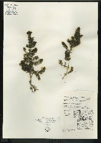 Ceratophyllum demersum image