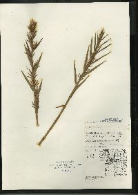 Dulichium arundinaceum var. arundinaceum image