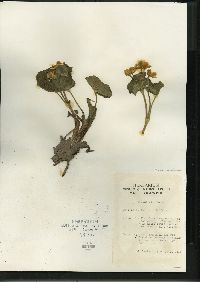 Caltha palustris image