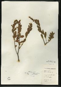 Chamaedaphne calyculata image