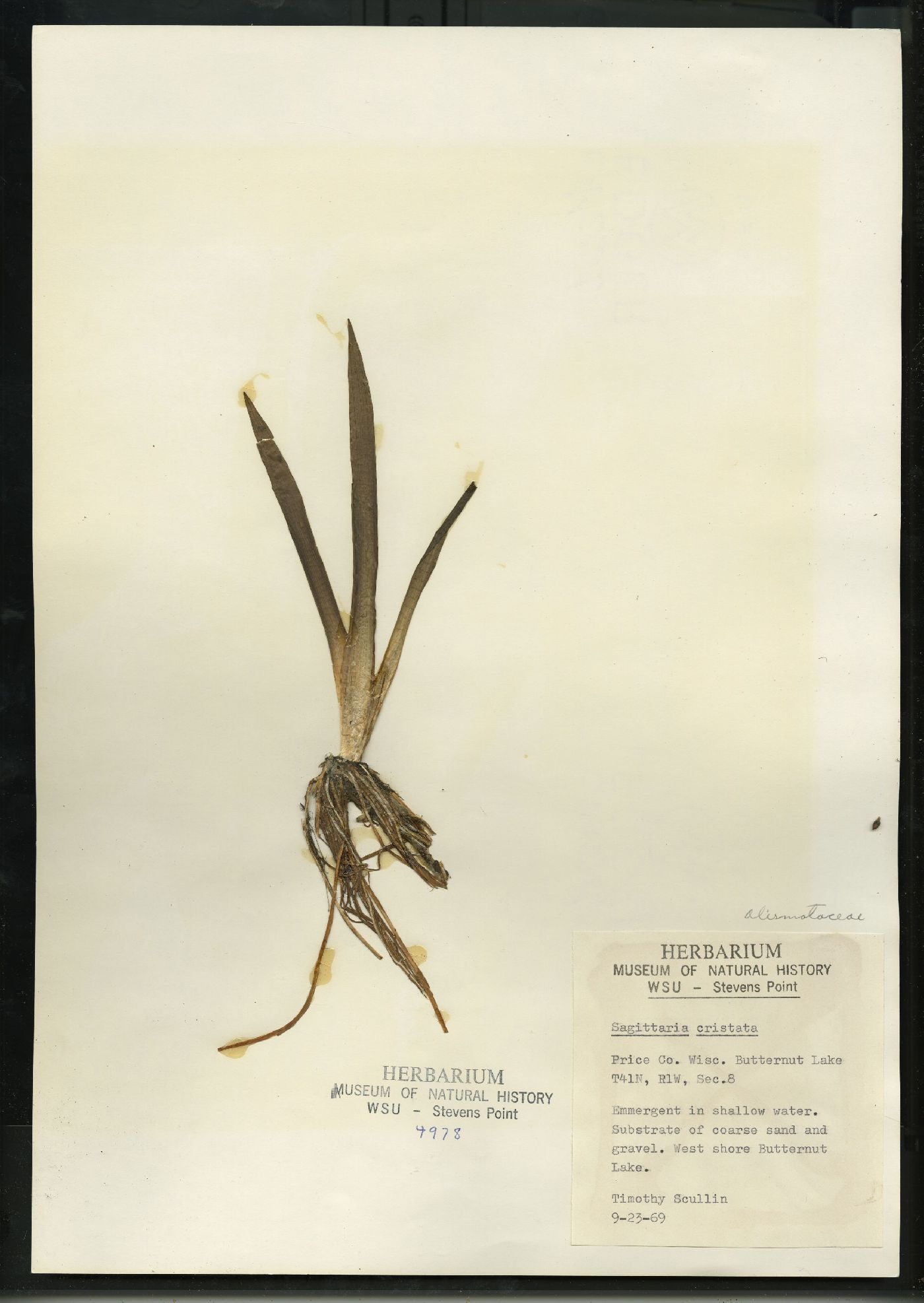 Sagittaria cristata image