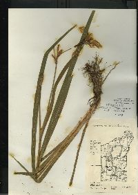 Iris versicolor image