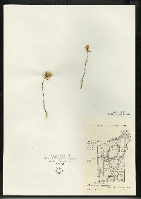 Utricularia cornuta image