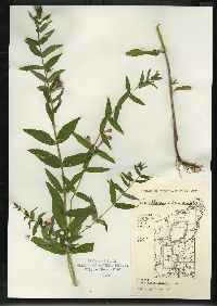 Scutellaria galericulata image