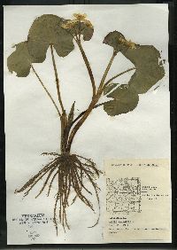 Caltha palustris image