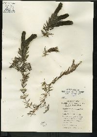 Ceratophyllum demersum image