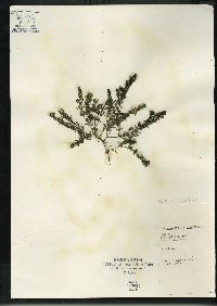 Ceratophyllum demersum image