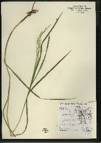 Glyceria canadensis image