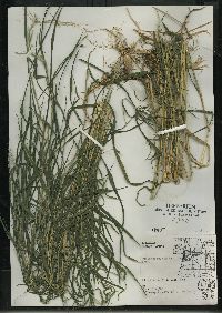 Muhlenbergia sylvatica image