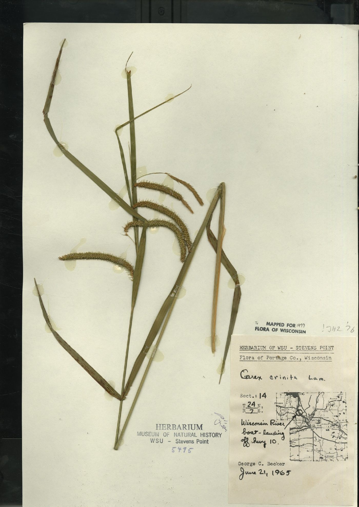 Carex crinita var. crinita image