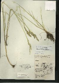 Festuca rubra image