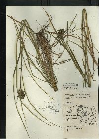 Scirpus atrocinctus image