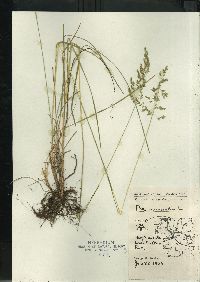 Poa alsodes image