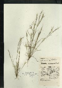 Aristida basiramea image