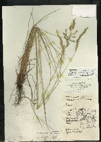 Festuca rubra image