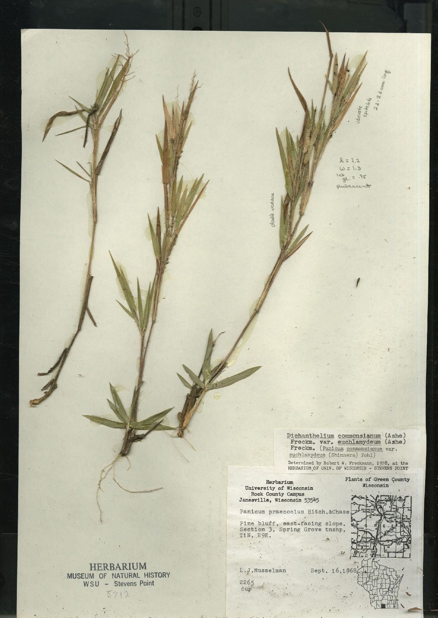 Dichanthelium commonsianum image