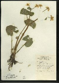 Caltha palustris image