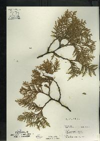 Thuja occidentalis image