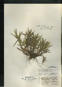 Dichanthelium scribnerianum image