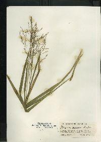 Glyceria grandis image