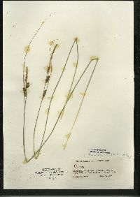 Carex lasiocarpa image