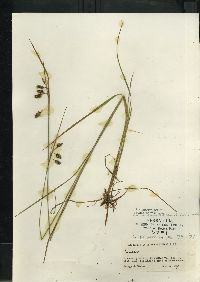 Carex magellanica subsp. irrigua image