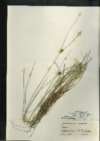 Carex oligosperma image