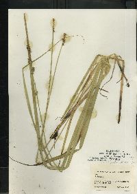 Carex stipata var. stipata image