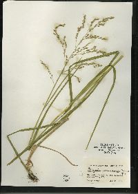 Glyceria canadensis image