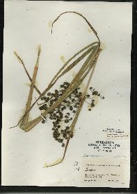 Scirpus microcarpus image