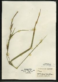 Carex lacustris image