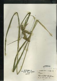 Carex comosa image