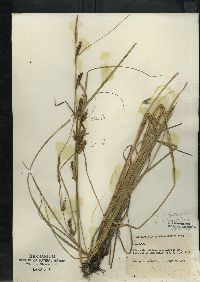 Carex lasiocarpa image