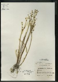 Juncus alpinoarticulatus image