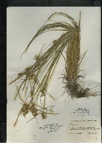 Carex flava image