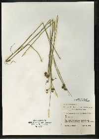 Juncus nodosus image